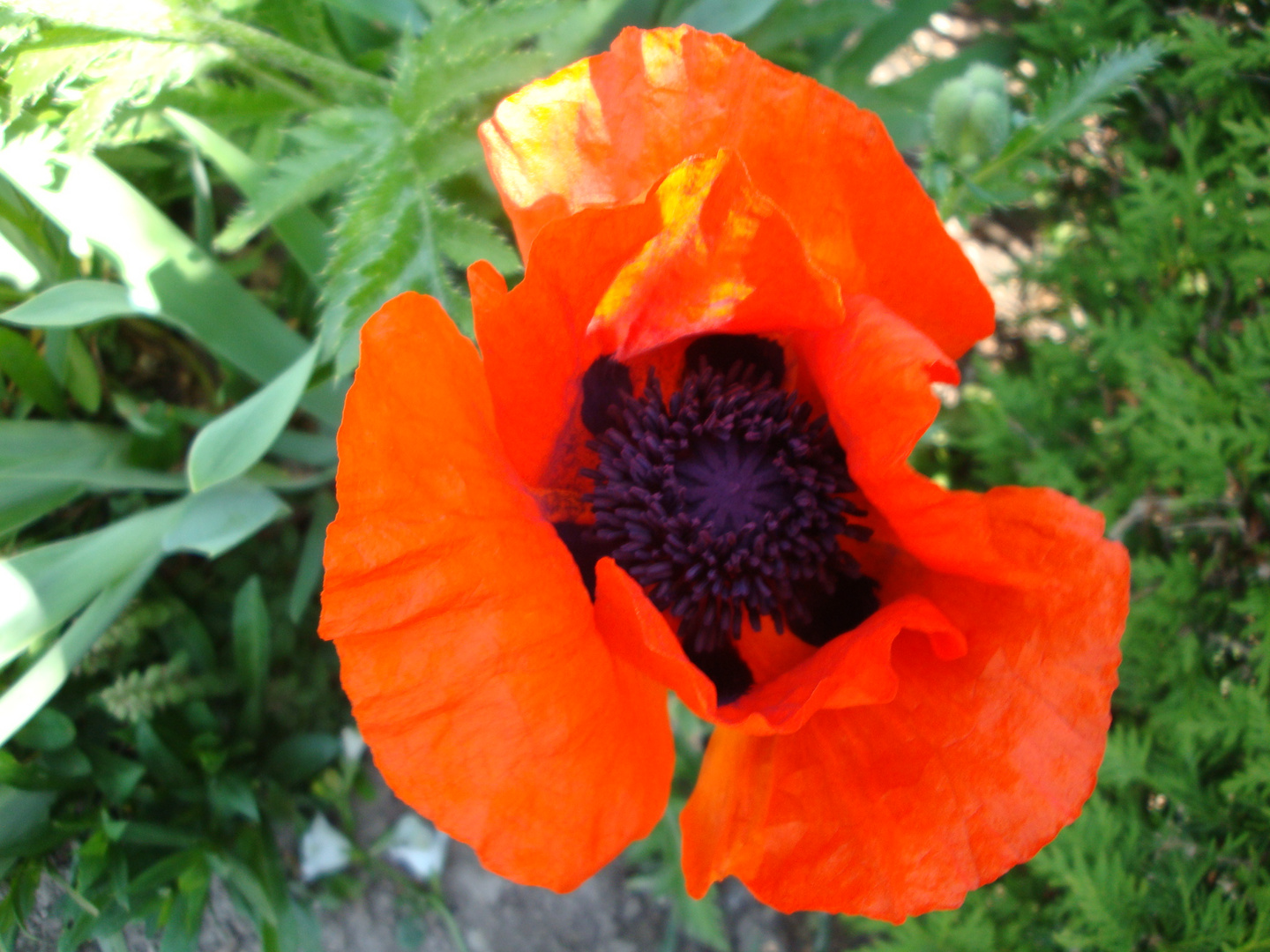 Mohn