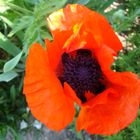 Mohn