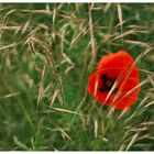 Mohn