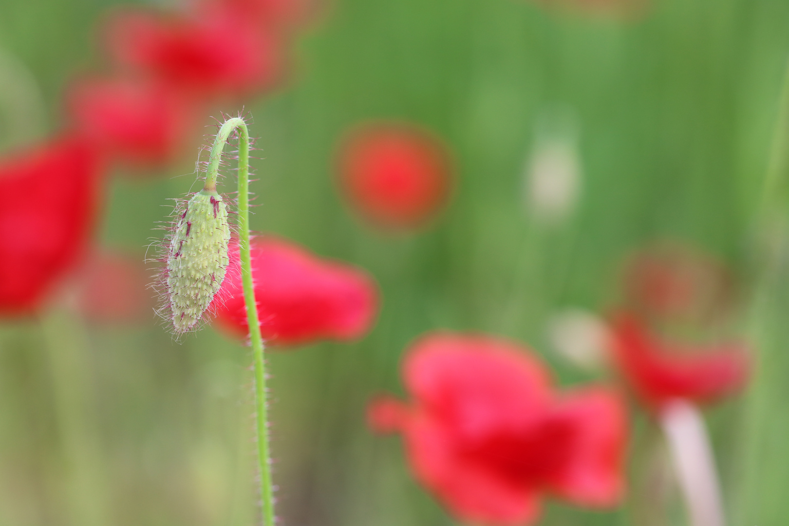 Mohn