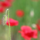 Mohn