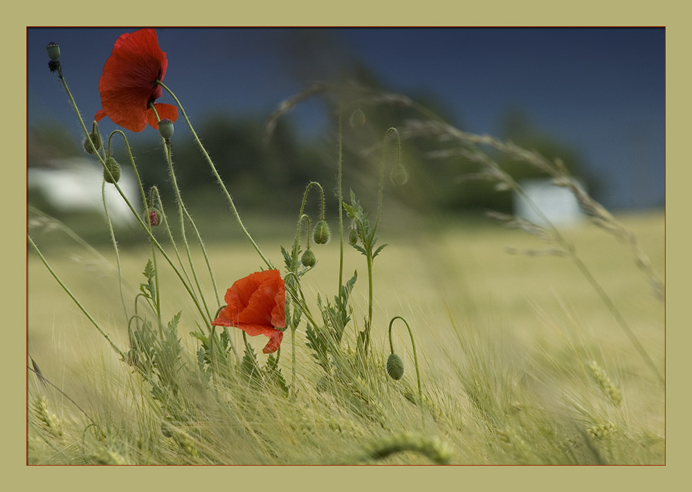 .....Mohn....