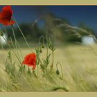 .....Mohn....