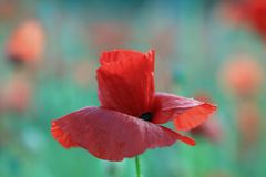 Mohn