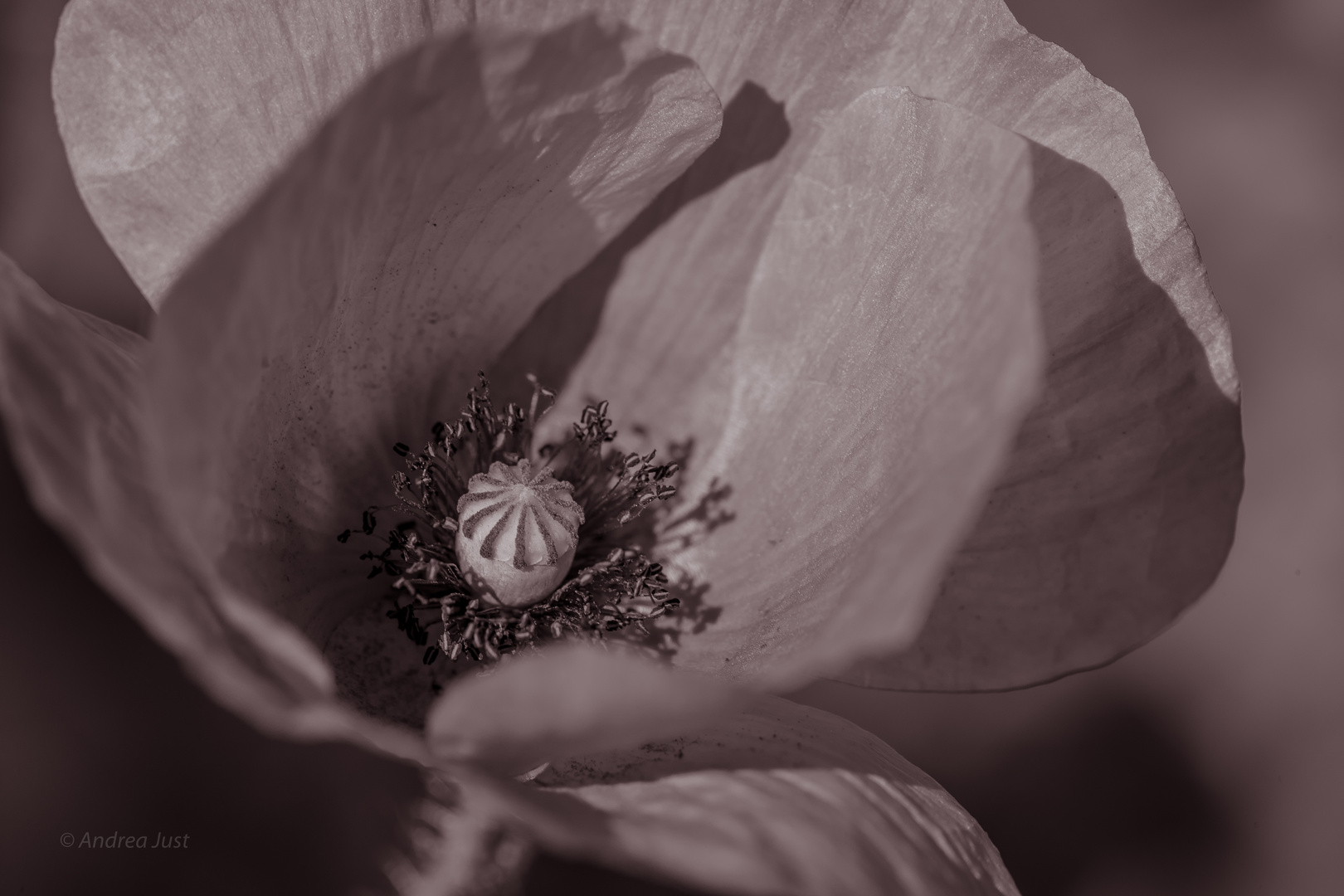 Mohn