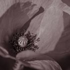 Mohn