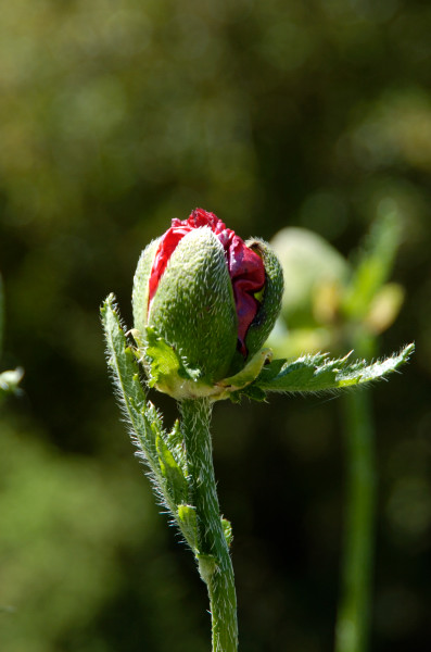 Mohn