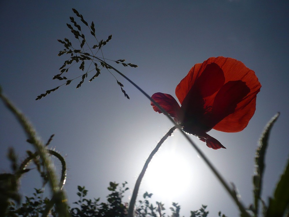 Mohn