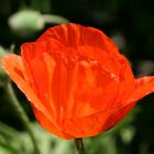 Mohn