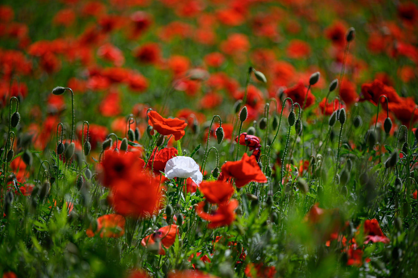 Mohn