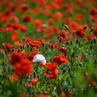 Mohn