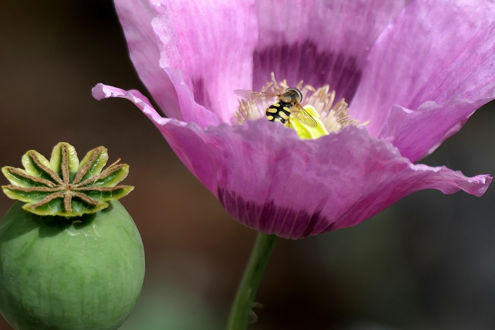 Mohn