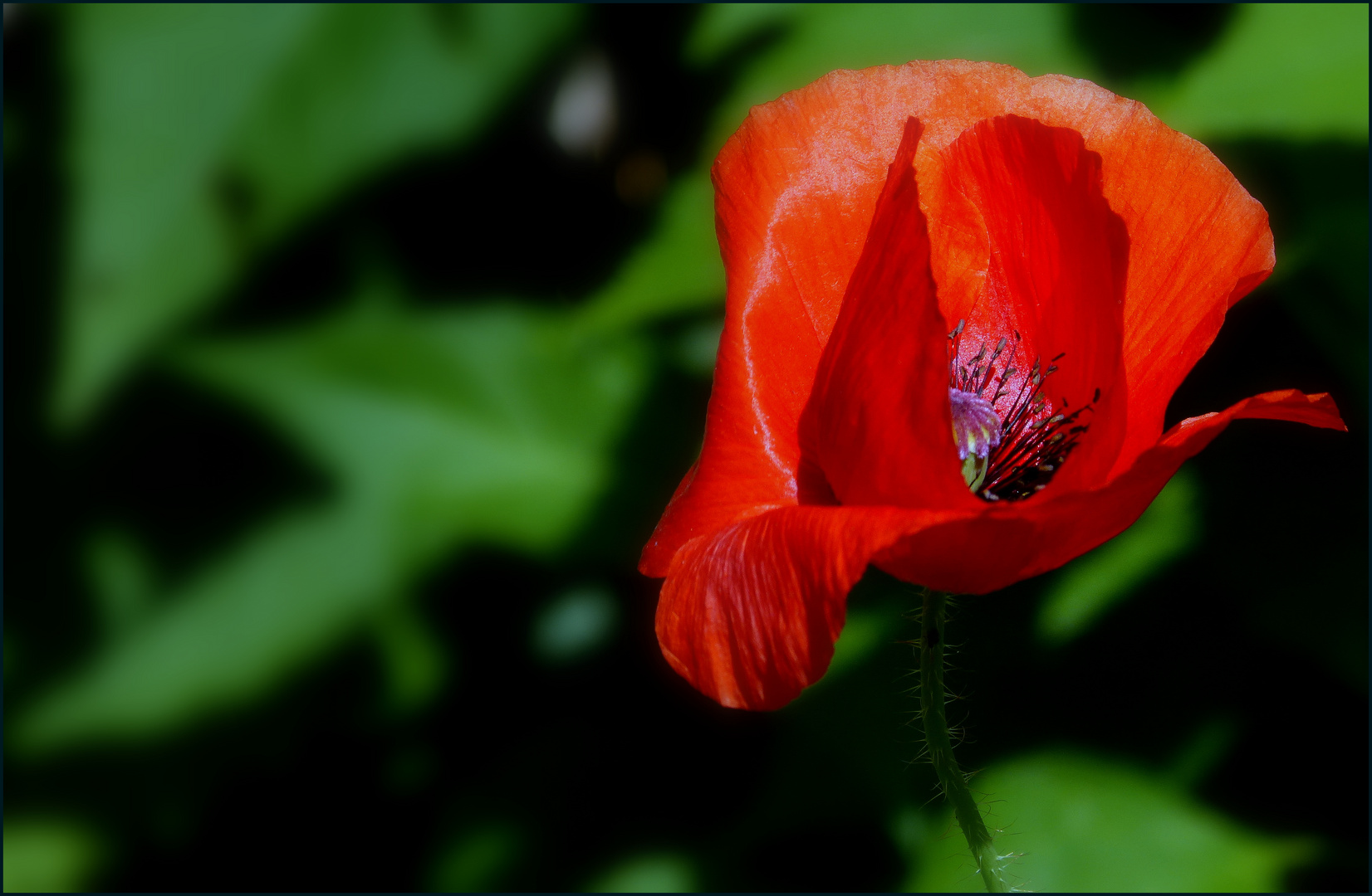 Mohn