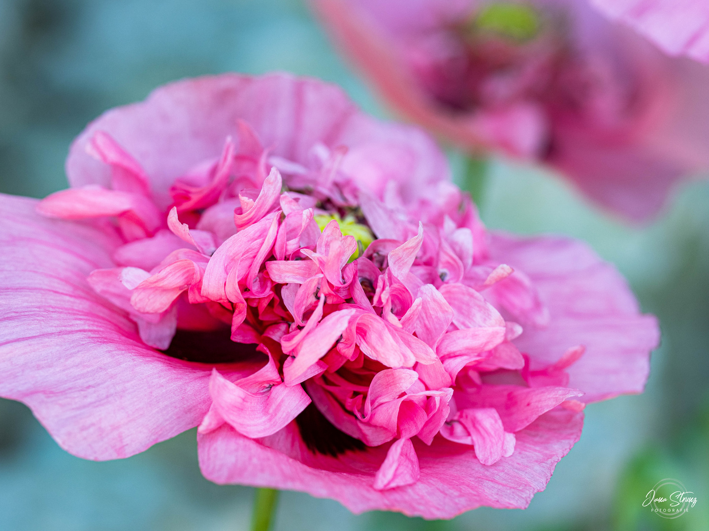 Mohn