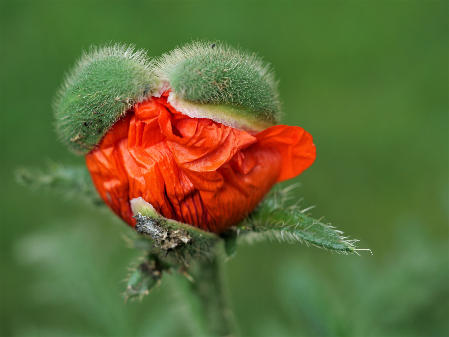 Mohn.