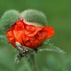 Mohn.