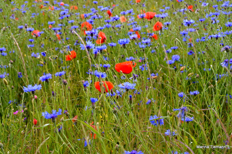 Mohn