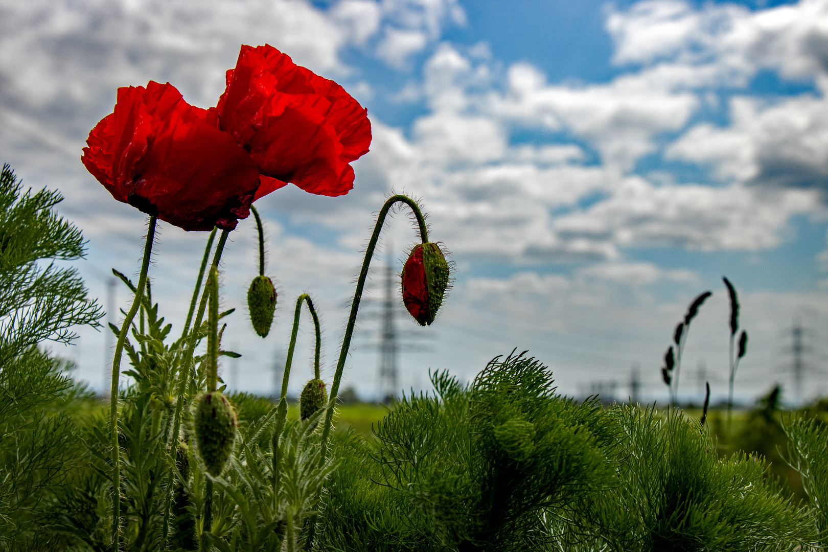 Mohn