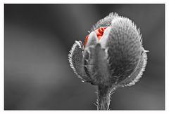 Mohn