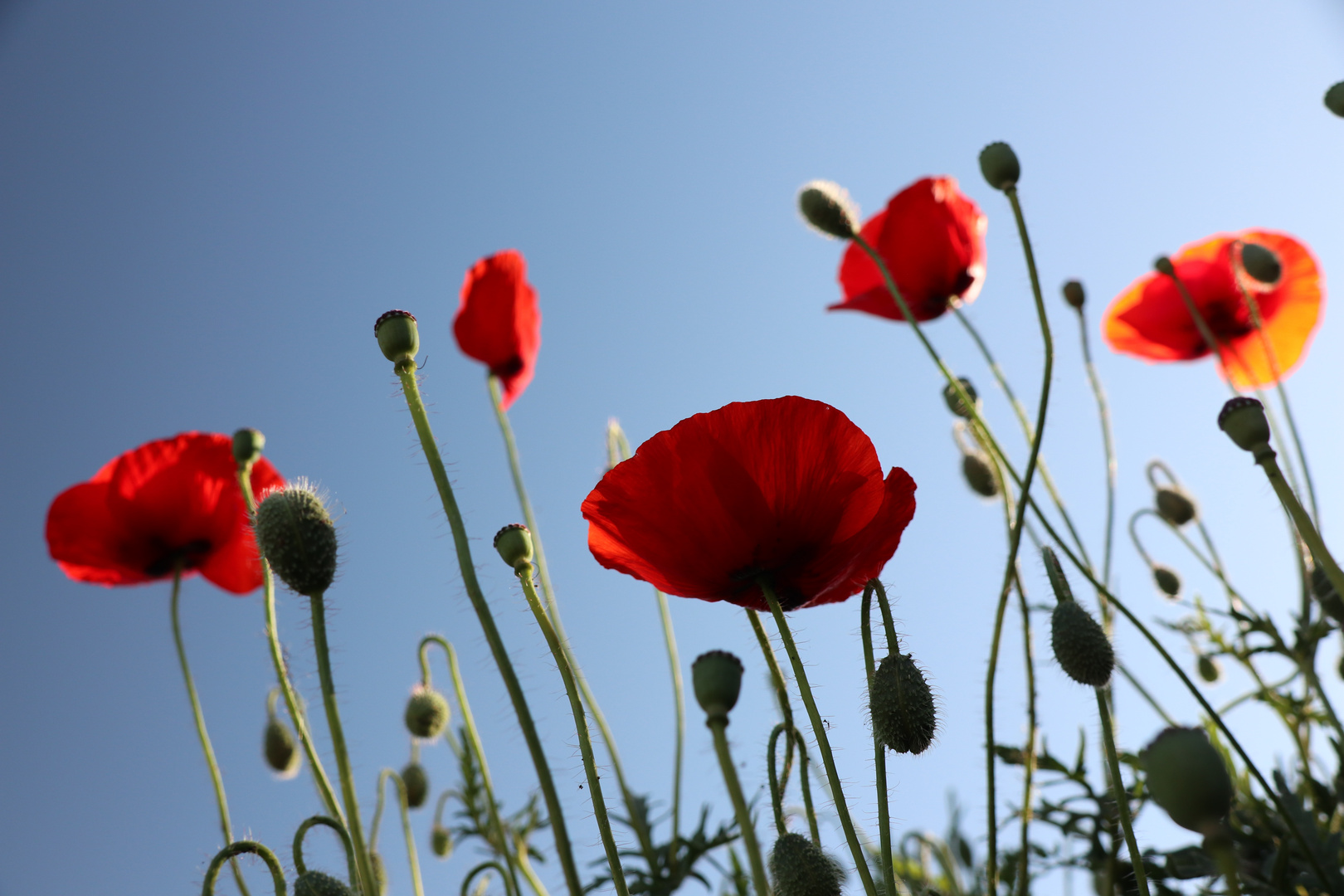 Mohn