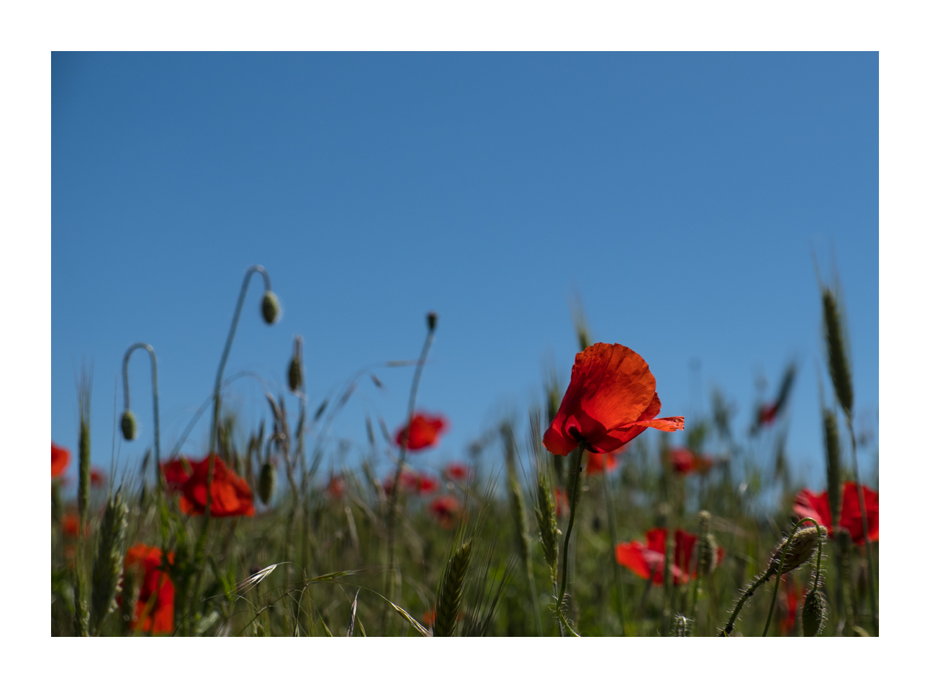 Mohn