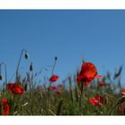 Mohn