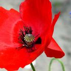 Mohn