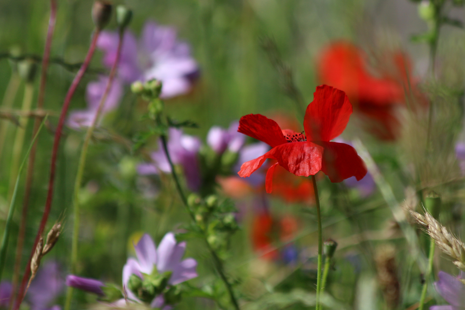 mohn