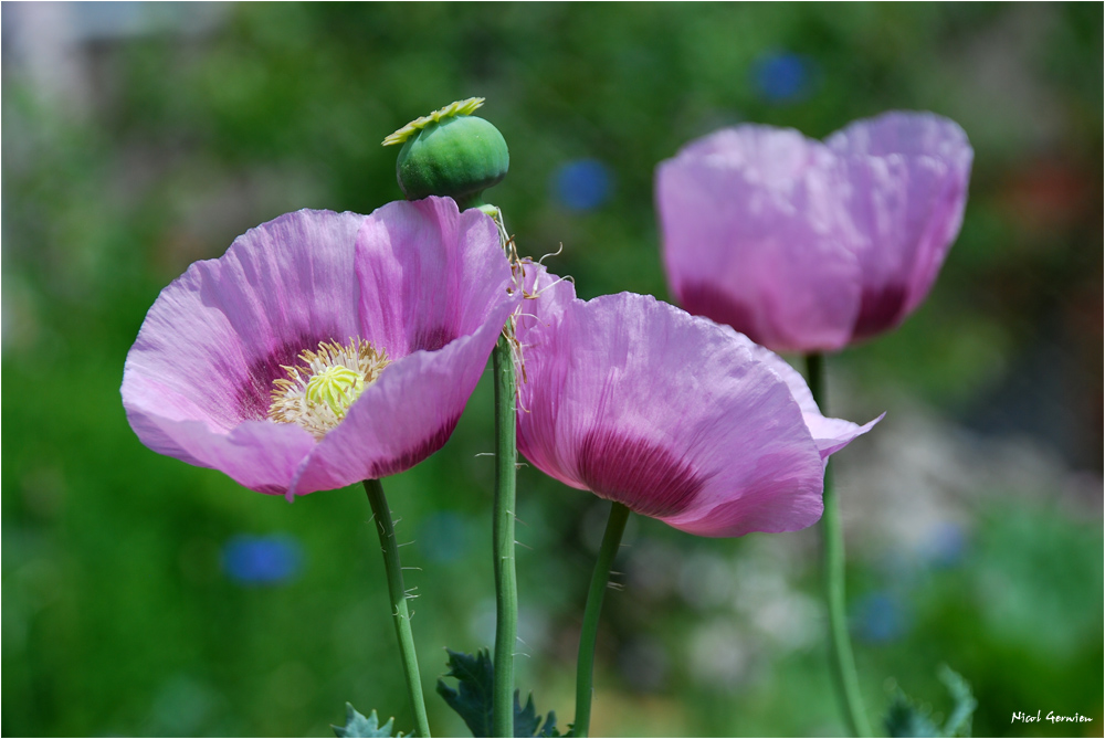 Mohn