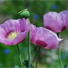 Mohn