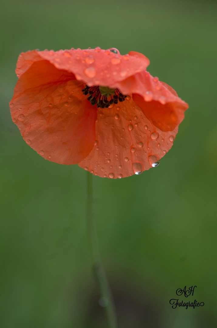 Mohn