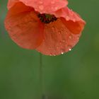 Mohn