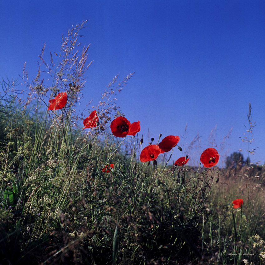 Mohn