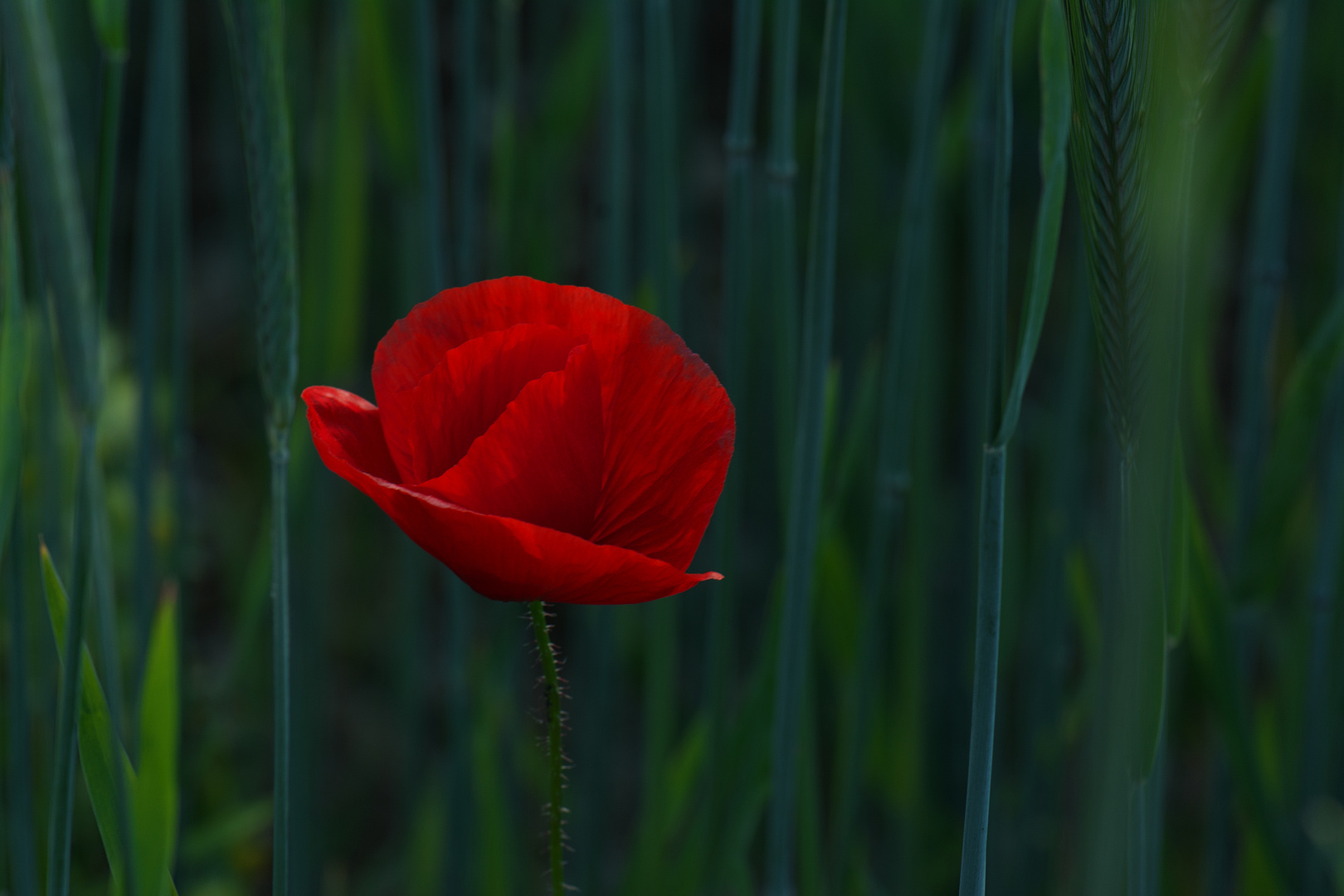 Mohn