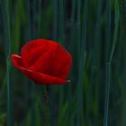 Mohn