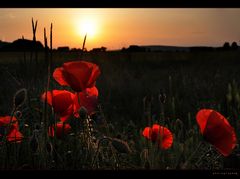 Mohn ...