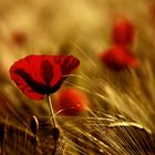 mohn.......