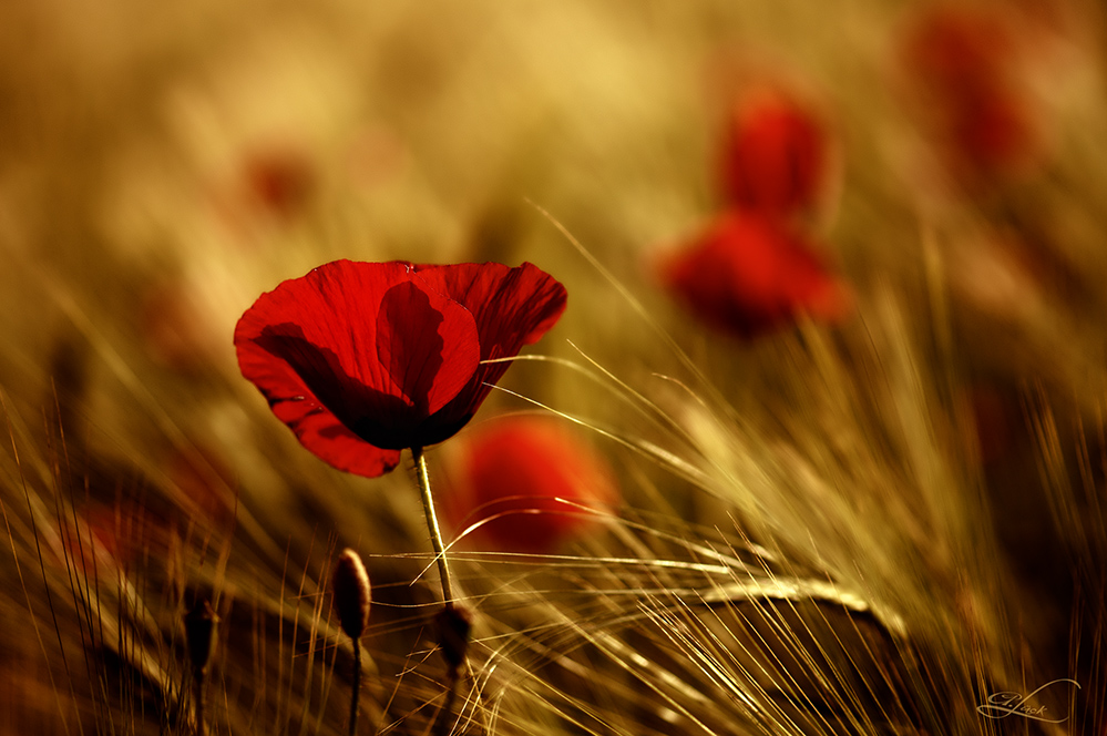 mohn.......