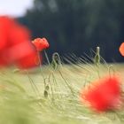 Mohn