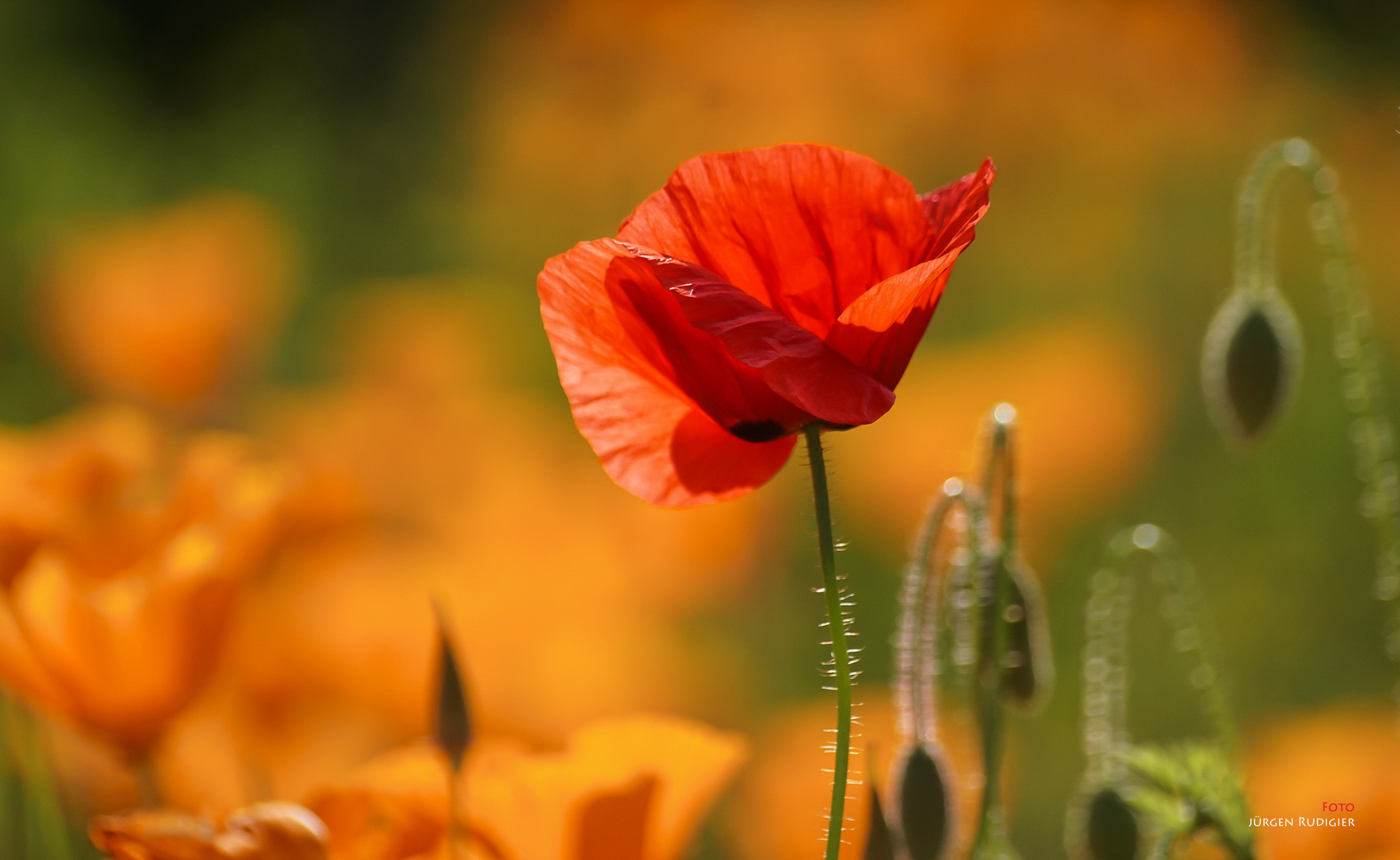 Mohn