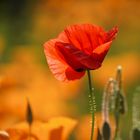 Mohn