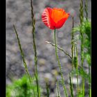 Mohn