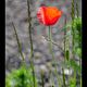 Mohn