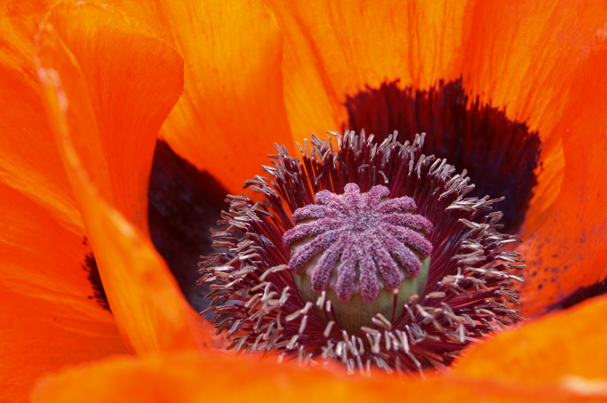 Mohn