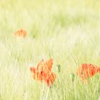 Mohn