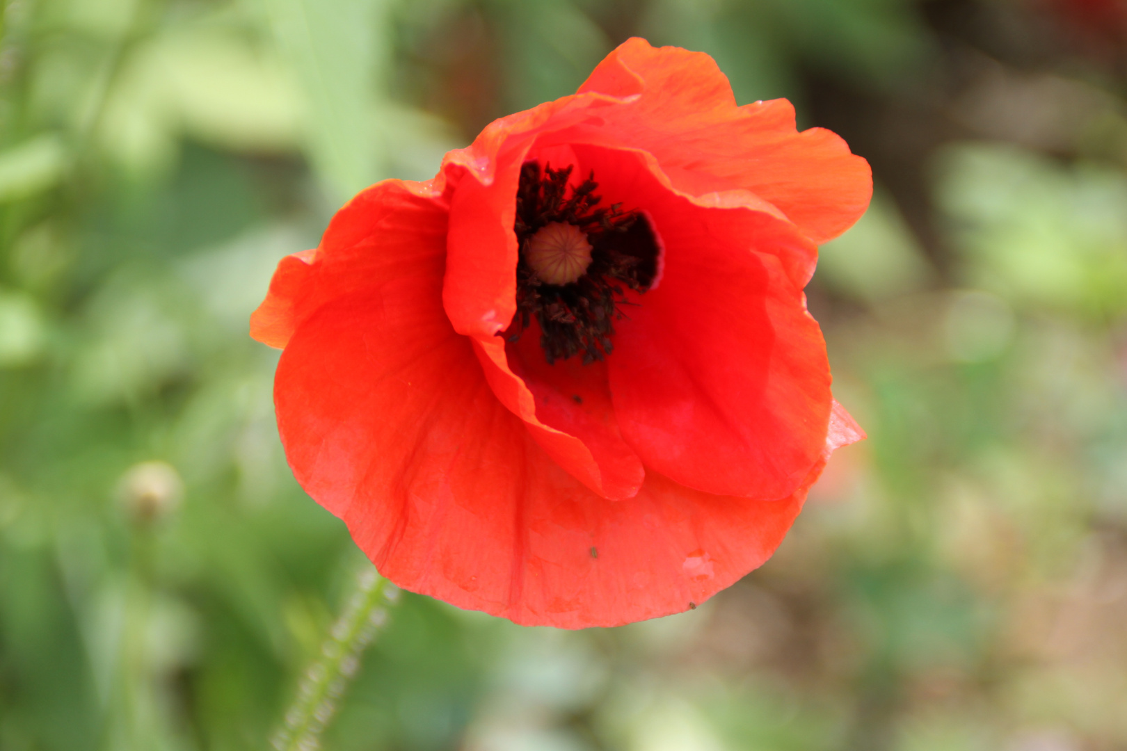 Mohn