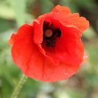 Mohn