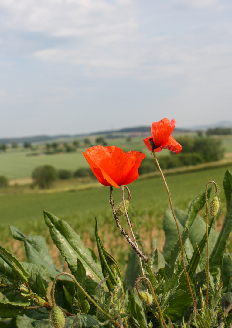 Mohn