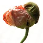 Mohn