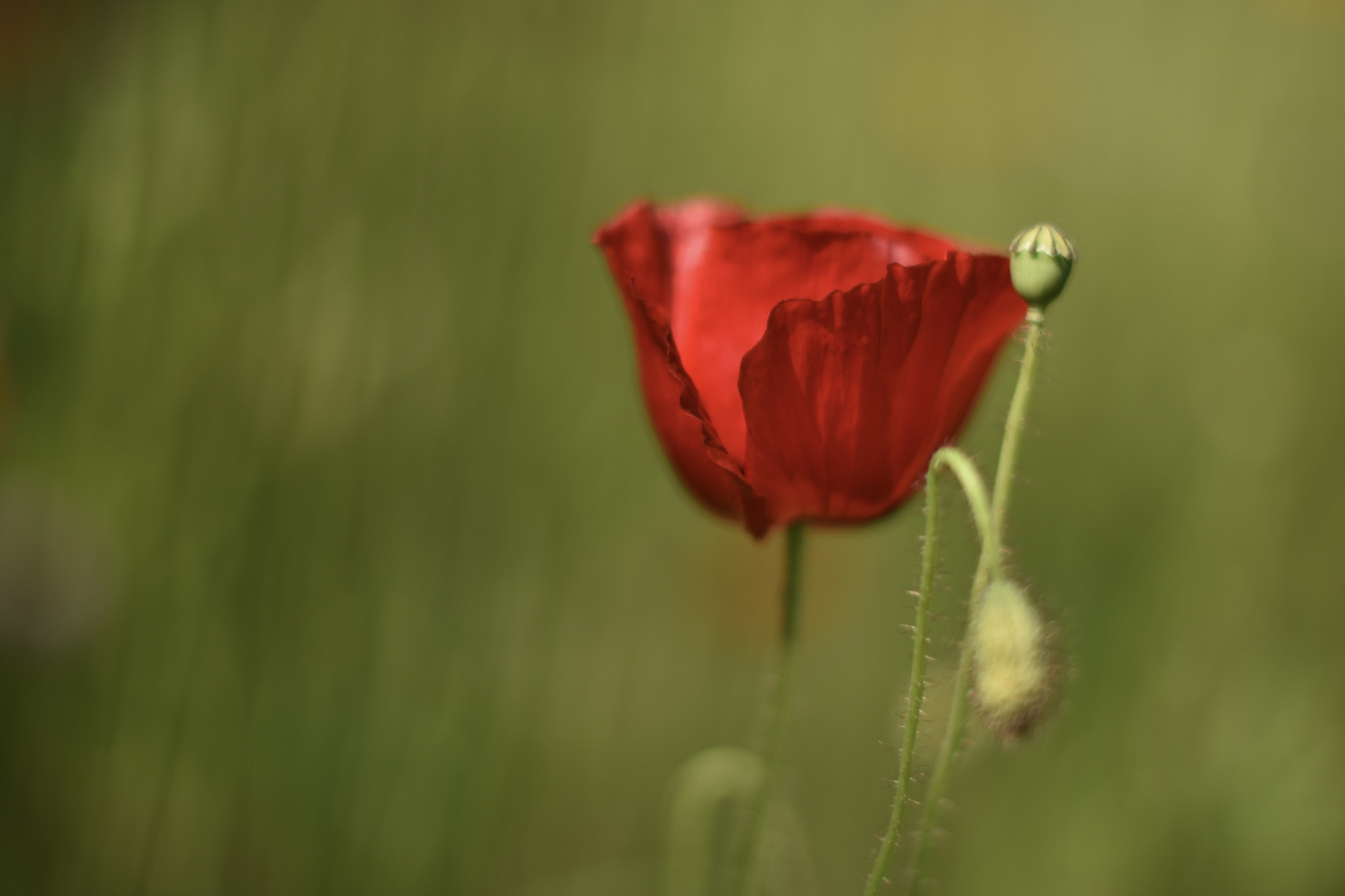 Mohn